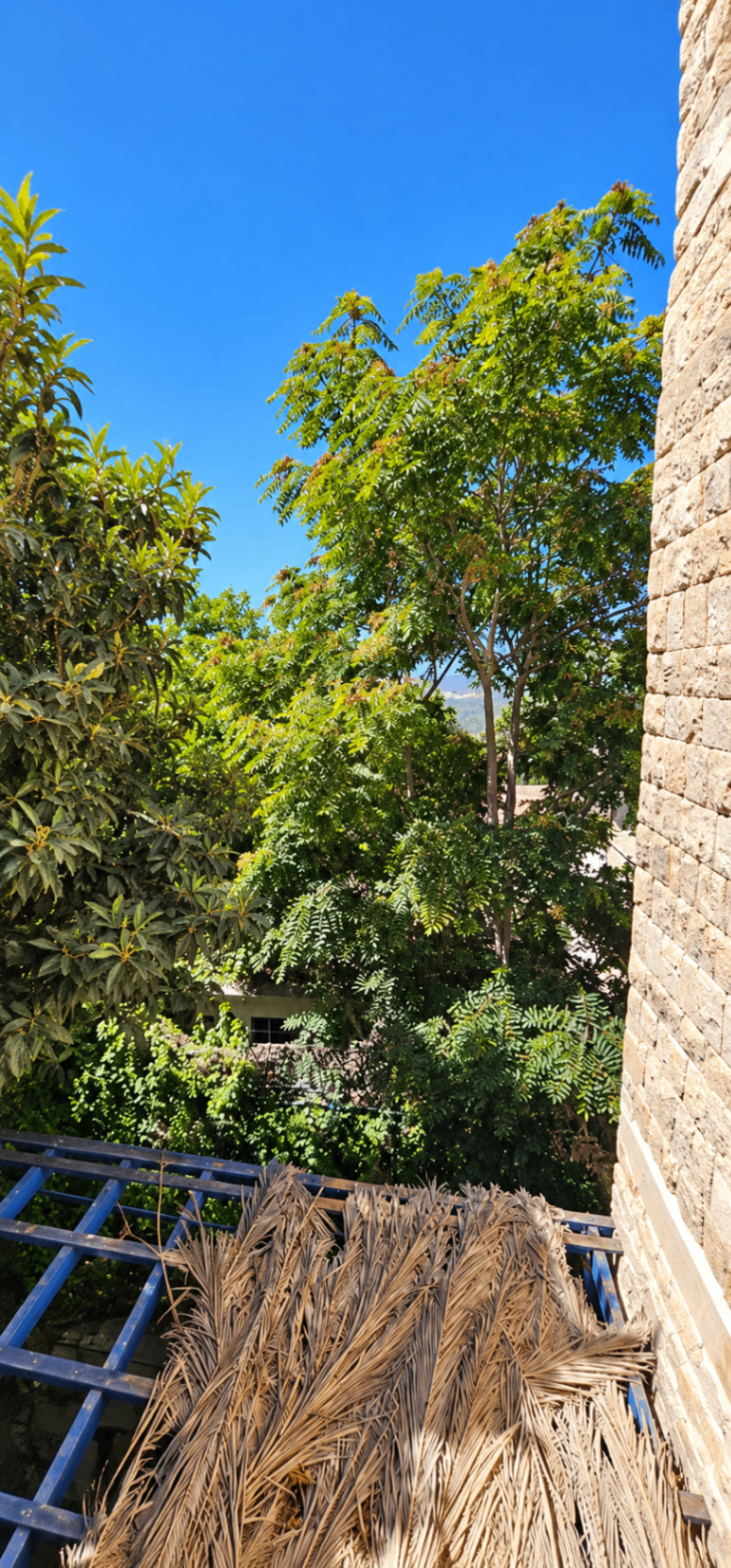 עצים ירוקים מעל קיר האבן של הבית, כפי שנראים מהגג